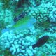 40- Poisson-coffre jaune 